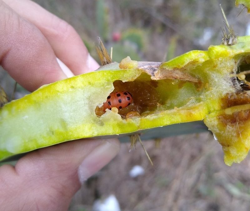 Plaga amenaza al nopal de México