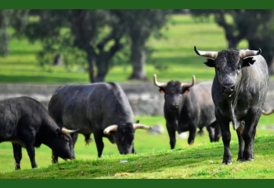 Plática: Bioética y Bienestar Animal en el Ganado Bravo.