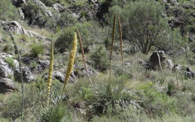Reproducción y trasplante de sotol (Dasylirion cedrosanum Trel.) para su uso en plantaciones